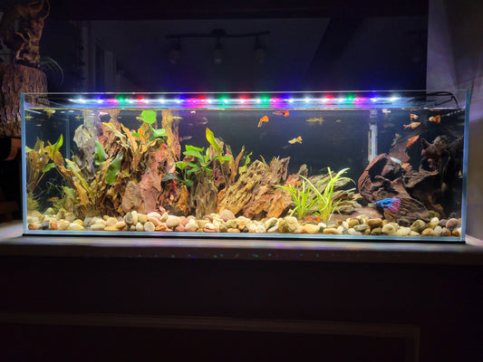 Lifegard 6 Gallon Ultra Low Iron Glass Bookshelf Aquarium Kit 5mm (29.92"x5.90"x7.87")