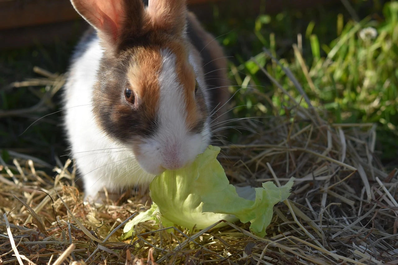 Rabbit Hutches Coming Soon