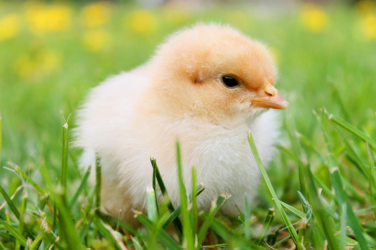 Chicken Houses Coming Soon
