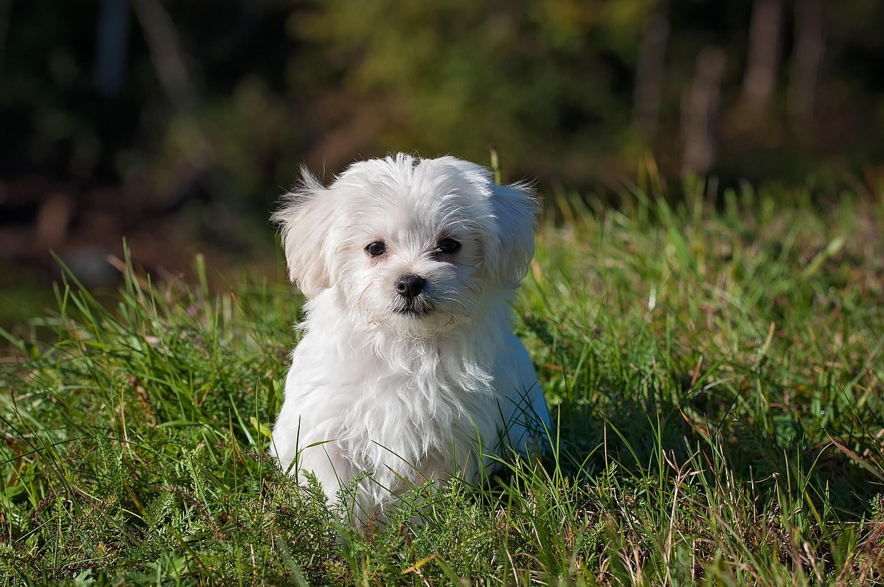 Dog Houses, Crates, Kennels Coming Soon