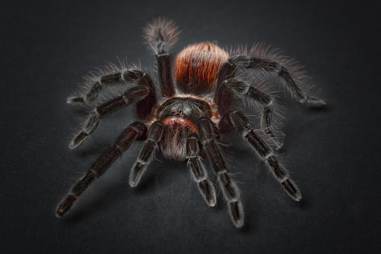 Paludariums Coming Soon