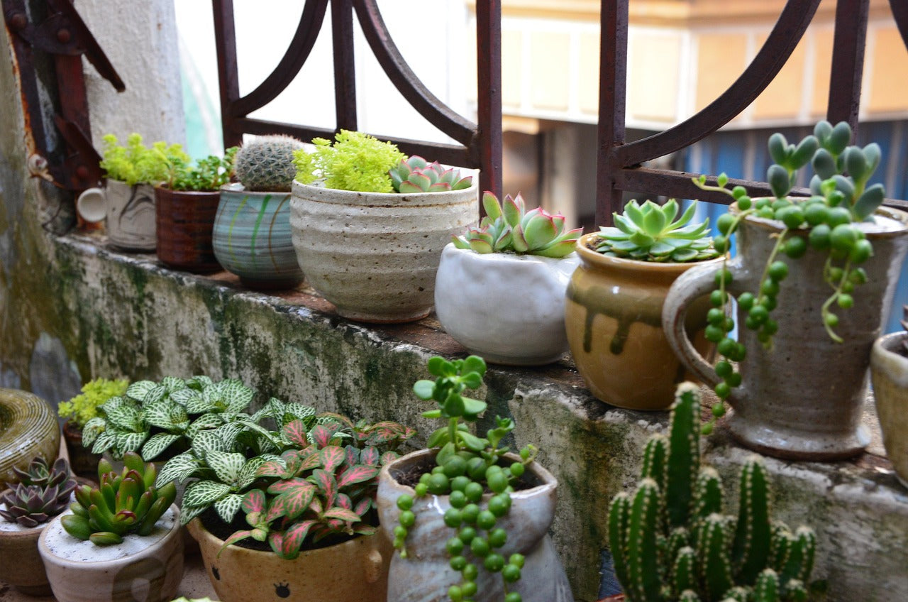Terrariums