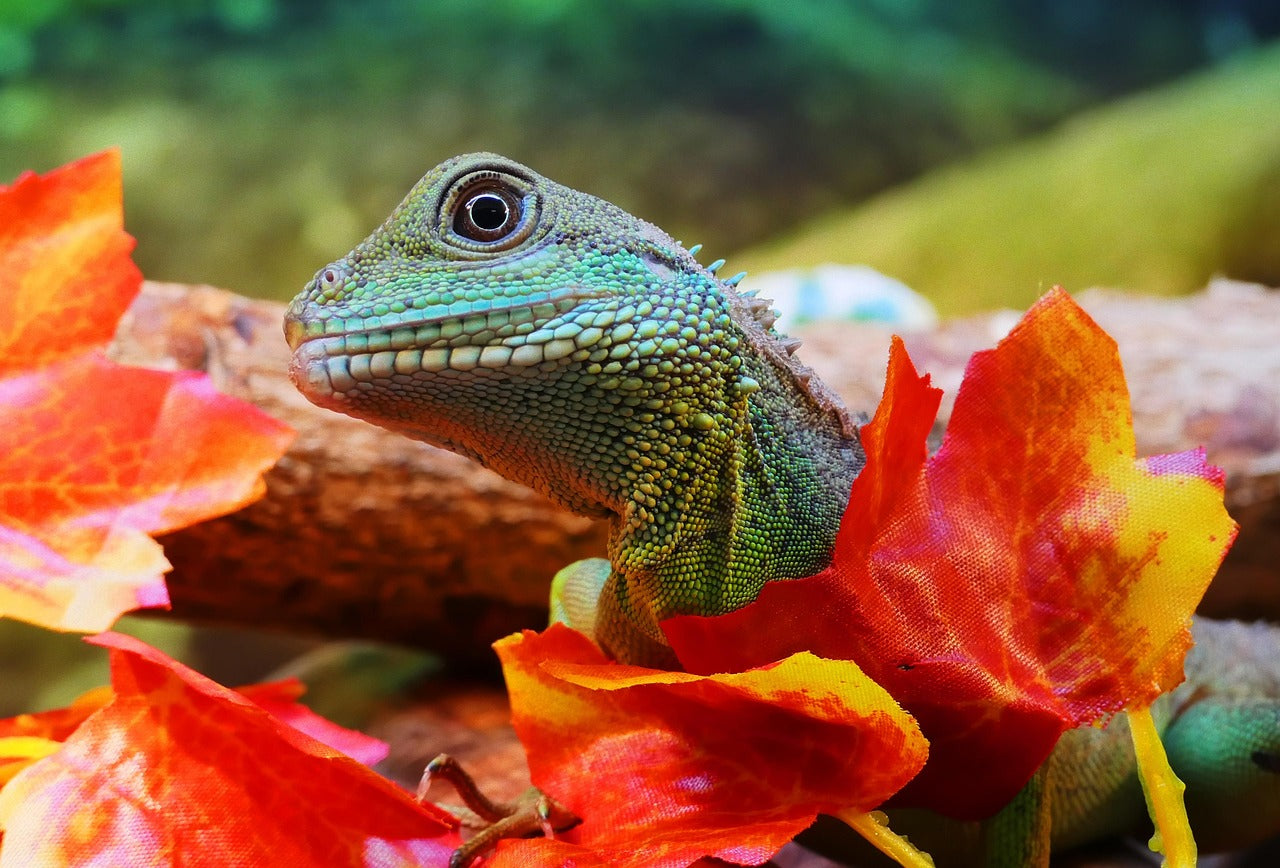 Reptile Terrariums Coming Soon